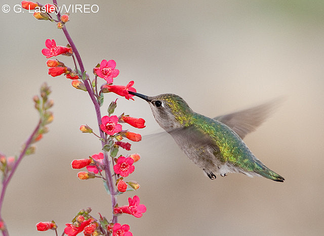 Costa's Hummingbird l07-53-046.jpg